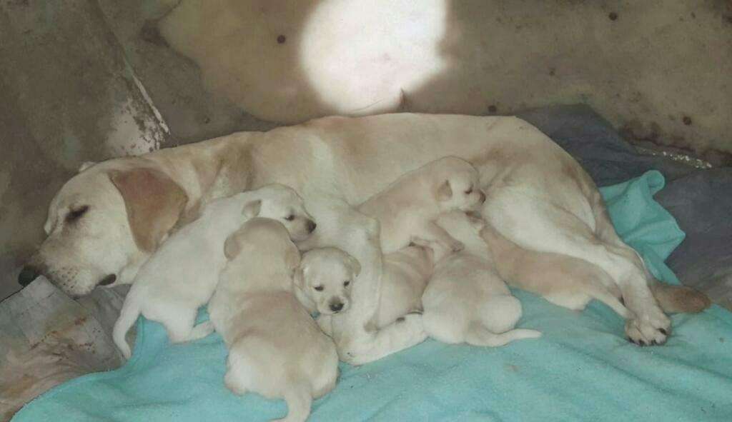 Labrador Hembrita Y Macho Más de 30 Dias