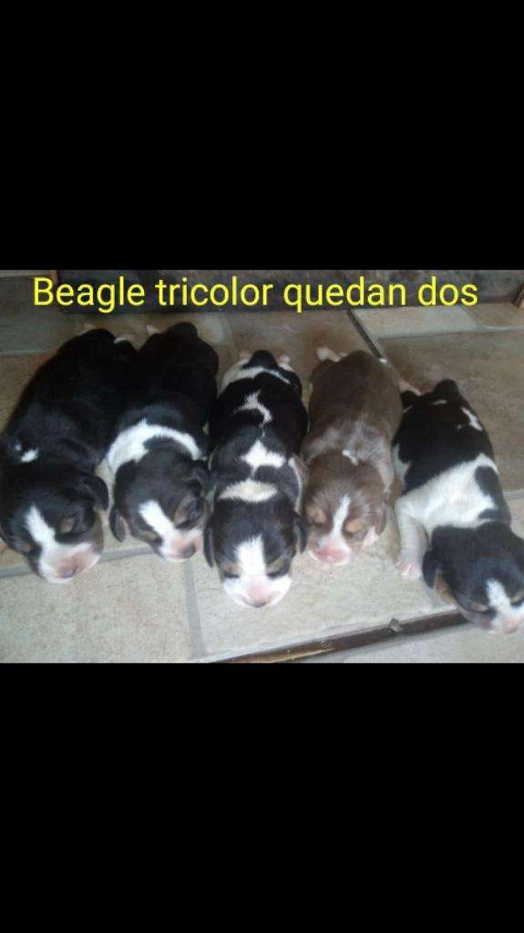 Beagle Tricolor Hembras